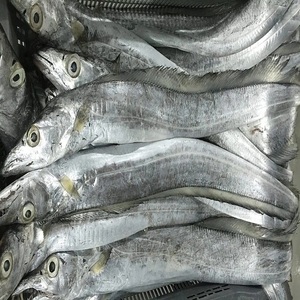 Poisson ruban congelé de qualité supérieure pour les importateurs de produits de la mer, avec une transformation propre et une offre en gros fiable. Meilleur poisson ruban congelé. - Product Image 3