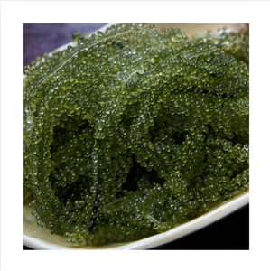 Alga Nori Fresca al Vapor, Caviar Verde de Algas Marinas, Ba Ria-Vung Tau Vietnam, 20-40cm, Rica en Humedad, Envasada al Vacío, BUENA CALIDAD, 12 Meses - Product Image 1