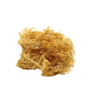 Musgo de mar irlandés salvaje, musgo de mar seco de Vietnam (Ms. Jocasta + 84 978 526 683) - Product Image 5