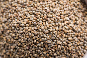 Millet non glutineux de haute qualité pour l'alimentation animale et la nutrition du bétail, qualité alimentaire, approvisionnement en vrac, Inde, durée de conservation de 12 mois - Product Image 6