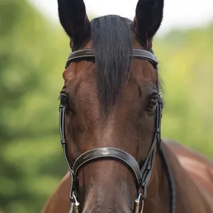 High Quality Leather Horse Dressage Bridle Seasonal Genuine Leather Horse Bridle Best Quality Soft Padded Dressage Bridle - Product Image 2