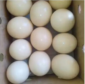 ไข่นกกระจอกเทศสดและลูกไก่ในห้องเก็บอุณหภูมิอุ่น - Product Image 5