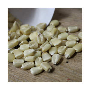 Maïs blanc sec en gros, maïs jaune de haute qualité pour l'alimentation animale - Fournisseur - Product Image 5