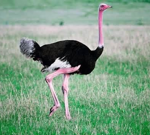 North <b>African</b> Ostrich Breeding Birds for Wholesale Buyers and Farm Owners - Product Image 6