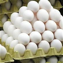 ไข่ไก่ขาวเปลือกบางสดจากฟาร์ม Radiance Global Foods น้ำหนัก 40-55 กรัม คุณภาพสูง อายุการเก็บรักษา 3 เดือน ผลิตและแปรรูปในอินเดีย - Product Image 4