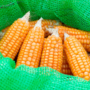 ข้าวโพดเหลืองพรีเมียมสำหรับอุตสาหกรรมอาหาร อาหารสัตว์ ขายส่ง ส่งออก ปริมาณมาก คุณภาพสูง เมล็ดข้าวโพดธรรมชาติ ระดับโลก - Product Image 6