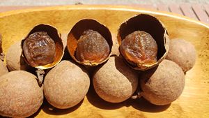 Longan Seco Suave Gourmet del Río Mekong, Dulce y Masticable, Selección Premium - Product Image 4