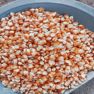 La plupart des ventes de maïs indien de bonne qualité séché naturel au prix de gros - Product Image 3