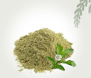 Poudre de Bhringraj pure séchée, moutonnée finement, poudre botanique pour la vente en gros et l'exportation - Product Image 2