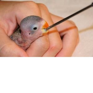 Kit de Agujas Reutilizables de Alta Calidad para Alimentación de Aves con Bolsa de Instrumentos Veterinarios para Loros, Aves de Corral y Cuidado Animal - Product Image 3