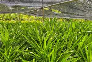 Poudre de feuilles de Pandan saveur verte naturelle de haute qualité prix bon marché approvisionnement en vrac en provenance du Vietnam - Product Image 6