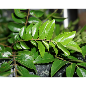 Premium Export Quality Curry Leaves Whole Kamila Awraq Alkari Retail <b>Spice</b> Shelves Clean <b>Label</b> Pantry Range - Product Image 5