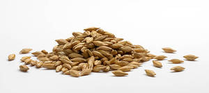Grano de Cebada de Alta Energía para Alimentación de Ganado, Nutrición Animal, Cebada Integral Estándar, Suministro a Granel, Fabricante y Exportador de la India - Product Image 2