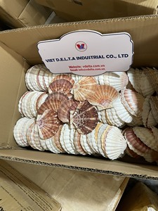 Conchas marinas naturales para manualidades – Suministro al por mayor desde Vietnam - Product Image 6