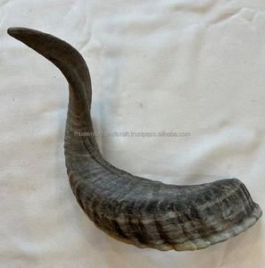 Mejor calidad Ram Horn Shofar Cuerno natural Shofar - Product Image 5