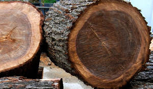 Offres incroyables sur les grumes de bois de Padauk en vrac et le bois de santal rouge et blanc à vendre - Product Image 2