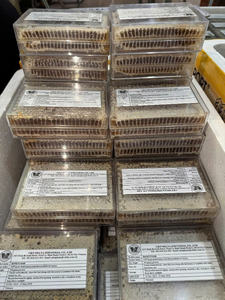 Miel de Abeja Natural Vietnamita al Mejor Precio en Botella, Miel Cruda Premium al por Mayor, Calidad de Exportación/ Sr. Kana - Product Image 6