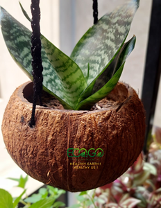 Pot de plante en coquille de noix de coco fait main |   Jardinière Naturelle Écologique |   Pot de fleurs durable pour la décoration intérieure et extérieure du jardin - Product Image 1