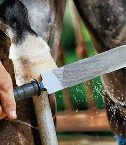 Raspador de pezuñas para herrador Excel de 14 pulgadas para alisar pezuñas - Product Image 3