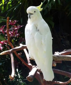 Live Sulphur-Crested Cockatoo Parrots for Breeding <b>Aviaries</b> Ornamental <b>Bird</b> Farms Wholesale Export NMF (PVT) LTD South Africa - Product Image 2