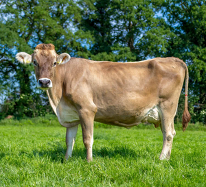 Brown for <b>Cow</b> Wholesale Supplier for Dairy Breeders and Agricultural Businesses NMF (PVT) LTD South Africa Long Shelf Life - Product Image 1