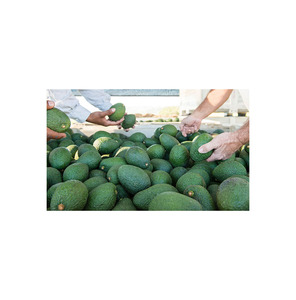 Avocats frais de qualité supérieure pour les réseaux mondiaux de commerce de produits agricoles - Product Image 1