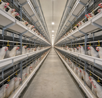 Système de cages en batterie automatisées robustes de type H à 4 niveaux pour 128 poules pondeuses, pour grande ferme avicole, en stock