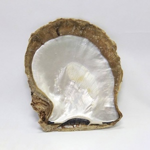 Conchas de ostra perladas, accesorio decorativo para exhibición, venta al por mayor, precio económico, conchas marinas naturales sin procesar - Product Image 5