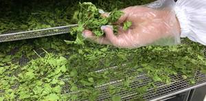 Poudre de feuilles entières de Centella pour tisane, emballage en vrac OEM, Pennywort séché, Gotu Kola - Product Image 4