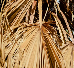 Proveedor de hojas de palma secas, fábrica de hojas de palma secas, hojas de palma secas al por mayor directamente de fábrica, fabricante de decoración ecológica para el hogar - Product Image 6