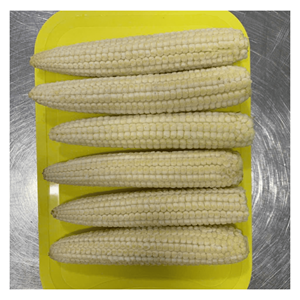 Maíz bebé congelado IQF, elaborado a partir de calabazas de maíz bebé naturales, para cocinas profesionales, para preparar platos fritos y mezclas de verduras, Vietnam - Product Image 4