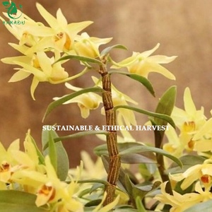 Té de Flores Herbales Chinas Sueltas, Hierbas Valiosas, Tie Pi Shi Hu, Dendrobium Officinale, Flores Secas Naturales de Orquídea - Product Image 5