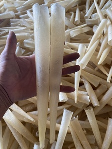 ปลาปังกาซิอุส คุณภาพดี ราคาดีที่สุด (แบบหลอด/วงรี) - คุณโซฮี - Product Image 2