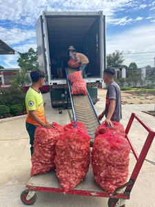 Jengibre Vietnamita de Alta Calidad, Superventas, Entrega al por Mayor para Mercados Internacionales - Product Image 5