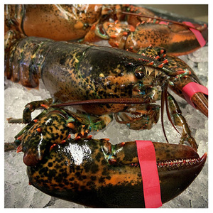 Homard congelé / Queue de homard congelée / Homard frais vivant - Product Image 4