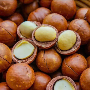 Nueces de macadamia tostadas a granel con cáscara de Vietnam, sabor natural y suministro para exportación - Product Image 3