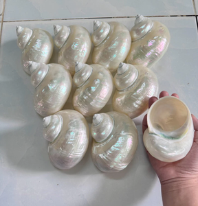 เปลือกหอยทะเลธรรมชาติขัดเงา Turbo Marmoratus ของตกแต่งบ้าน งานฝีมือทำมือ ทนทาน 99 GOLD DATA Emma - Product Image 4