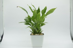 Maceta cuadrada de plástico de 18cm, duradera y compacta, perfecta para interiores/exteriores, ideal para plantas pequeñas a medianas, fácil de mantener - Product Image 6