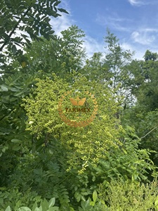 Vietnam Huai Mi Bulk Supply Bourgeons de fleurs Sophora Japonica séchées brutes FLOS SOPHORAE Prix bon marché à vendre - Product Image 6
