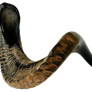 Meilleures ventes : Shofar de qualité supérieure, corne de bélier casher naturelle, Inde. Offre exceptionnelle pour la Rosh Hashanah. - Product Image 2
