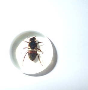 Cabujón de Plástico con Espécimen Real de Abeja, Redondo, 25x25 mm, Base Plana Transparente, para Manualidades y Joyería - Product Image 5