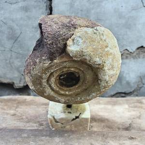 Spécimen minéral brut d'ammonite naturelle avec support en calcite, artisanat et objet de collection - Product Image 3