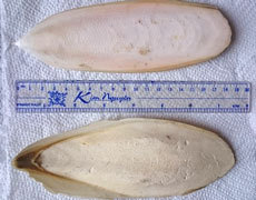 ผงกระดูกปลาหมึกธรรมชาติสำหรับนก อาหารเสริมแคลเซียมสูง ผู้จัดจำหน่ายและผู้ค้าสำหรับอุตสาหกรรมสัตว์เลี้ยง 22 - Product Image 3