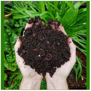 Engrais organique 100% naturel à base de vermicompost – Compost de vers de terre riche en nutriments pour les plantes - Product Image 2