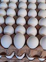 Œufs de poule brun-blanc de haute qualité pour l'éclosion de poulets de chair, races Ross 308 et Cobb 500, frais de la ferme, 30 œufs
