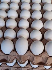 Huevos de gallina ponedora de alta calidad, color marrón-blanco, para la incubación de pollos de engorde, razas Ross 308 y Cobb 500, frescos de granja, 30 huevos - Product Image 3