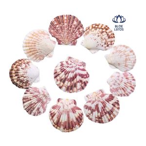 พร้อมส่งปี 2026 เปลือกหอยเชลล์สีขาวสำหรับตกแต่งตู้ปลาและของตกแต่งอื่นๆ จำหน่ายส่งจำนวนมาก - Product Image 5