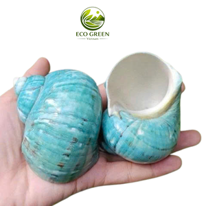 เปลือกหอยตกแต่งสีน้ำเงินเหลือบรุ้ง สำหรับงานออกแบบตกแต่งภายใน งานฝีมือธีมมหาสมุทร ของตกแต่ง DIY งานฝีมือ ผู้จัดจำหน่ายจากเวียดนาม - Product Image 2