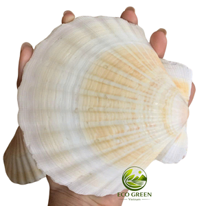 Assortiment de coquilles Saint-Jacques naturelles de qualité supérieure pour la décoration de mariage, les espaces de vie côtiers et les matériaux de bricolage - Product Image 1