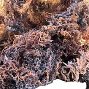 ALGAS UNDARIA de Vietnam al Mejor Precio // Evan - Product Image 5